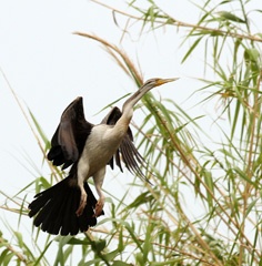 IMG_7846a.jpg